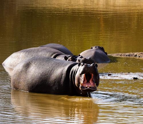 Hip O. Potamus